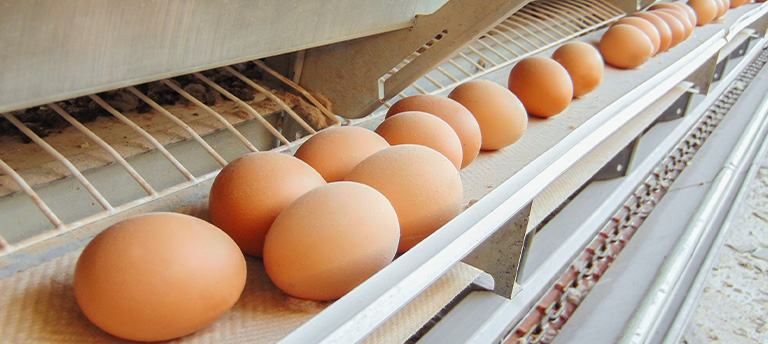 applicatie-eiersorteermachine applicatie-eiersorteermachine