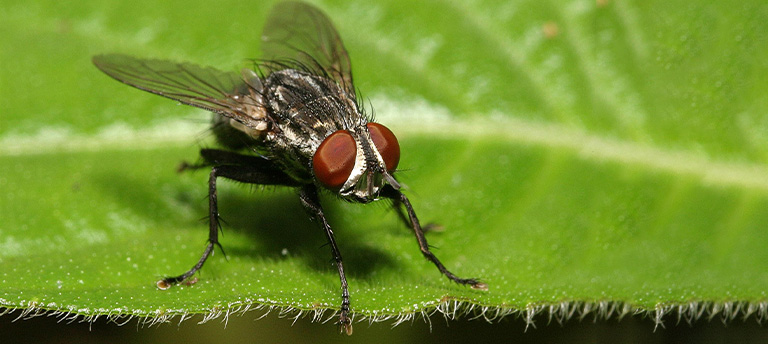 applicatie-vliegenval applicatie-vliegenval